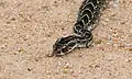 Puff adder (Bitis arietans)