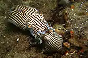 Striped Pyjama squid mating