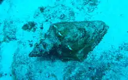 This large Queen Conch was on sandy ground outside the Inner Reef.