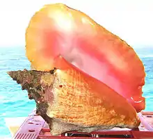 Not only is the shell of this Cobblers Reef Conch spectacular, but well prepared the meat is as tasty as a lobster.