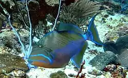 This Queen Trigger Fish swam close to the top of the outside of the Fathom.