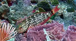 Juvenile and female stoplight parrot fish look quite different. Locals call some of them "Red Chubs".