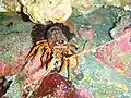 Red rock lobster