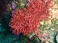 Red seaweed
