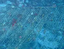 Nets are often laid on Cobblers Reef to be hauled by fishermen, or dived by divers. They are a good reason for divers to carry a diving knife.