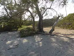 Looking back at the landmark trees before Long Beach. You are almost there.