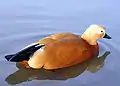 Ruddy shelduck