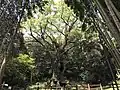 3000-year-old tree