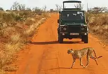 Safari Gepard Tsavo Kenia 02.JPG