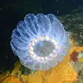 Salps may be present in large numbers at some times of the year