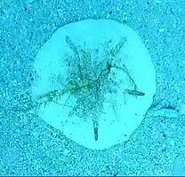 Sand dollar shells may be found on sandy ground inside the Inner Reef.