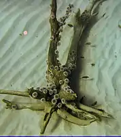 This collection of urchins has found a niche in what would be inhospitable sandy ground by colonising a waterlogged tree trunk.