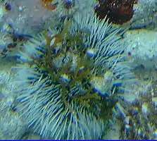 Sea Eggs usually inhabit rocky ground inside the Inner Reef.