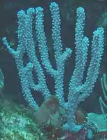 Sea Rods are common on both reefs  especially deeper below the main surge.