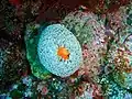 Sea anemone