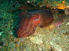 Cuttlefish Sepia apama