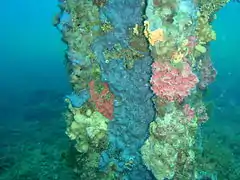 Sessile organisms on piling