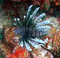 RAM Edghill spotted this alien Red Lion Fish 25 m down not far from South Point Barbados in February 2013.