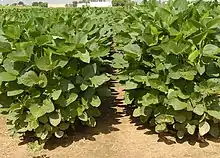 two rows of soybean plants