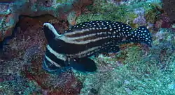 Spotted drums don't usually appear in fish markets and local divers don't seem to shoot them, but they often appear shy.