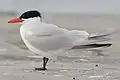 Caspian tern (Hydroprogne caspia)