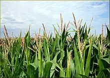 Corn stalks showing their summertime tassels
