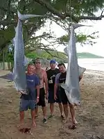 James and Duane caught these two Tiger sharks off Bath Beach 2 km north west of Consett Bay in August 2007 on Palangs or anchored long lines.