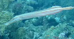 A Trumpet Fish hovers motionless above the Fathom.