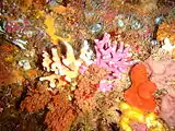 Two colour morphs of noble coral