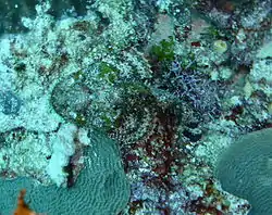 This scorpion fish was so well camouflaged that the photographer almost rested his hand on the dead coral in front of its head. Their sting is said to be extremely painful.