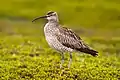 Whimbrel (Numenius phaeopus)