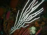 White sea fan