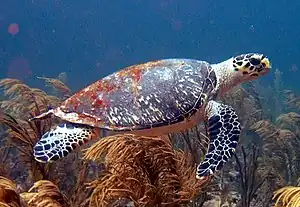 These Cobblers Reef Hawksbill Turtles are wild.