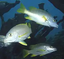 These Yellow Tail Snappers were photographed off the Florida Keys in 1981 amid healthy Elkhorn Coral. The snappers are still fairly common on Cobblers Reef but radio carbon dating shows that most of the Elkhorn was dead on the Reef hundreds of years ago.